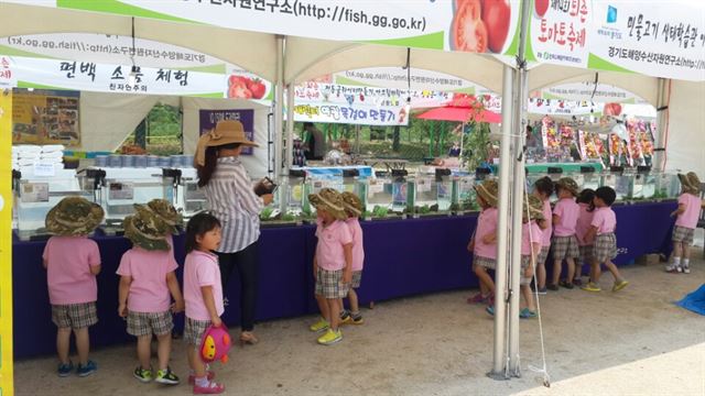 경기 광주 퇴촌 토마토축제장에서 어린이들이 토종 민물고기를 관찰하고 있다. 경기도 제공