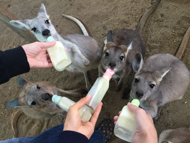 왈라비, 캥거루 새끼들이 분유를 먹고 있다.