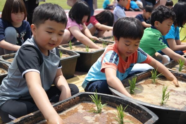 논이 없는 제주 지역의 한 초등학교에서 어린이들이 모내기 체험 활동을 하고 있다.