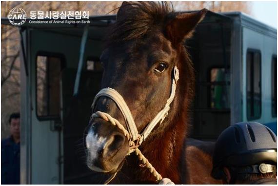 학대를 당하다 구조된 깜돌이가 치료와 검사를 위해 마사에서 이동하고 있다. 케어 제공