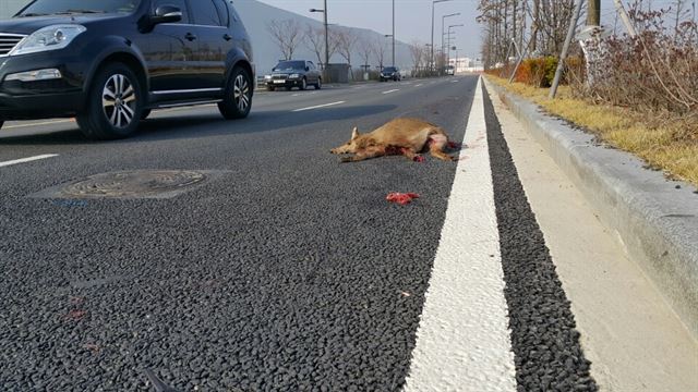 세종시 내 BRT도로에서 로드킬로 희생된 야생 고라니의 모습.