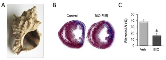 사진 A는 지중해산 뿔고둥. 사진 B는 실험용 흰쥐의 심근경색 모델에 BIO 주사 처리 후 채취한 심장의 단면 모습으로, BIO 처리를 한 오른쪽 심장의 단면에서 섬유화한 조직인 파란색의 상대적 면적이 감소한 것을 볼 수 있다. 사진 C는 섬유화 정도를 정량화한 그래프./광주과학기술원 제공