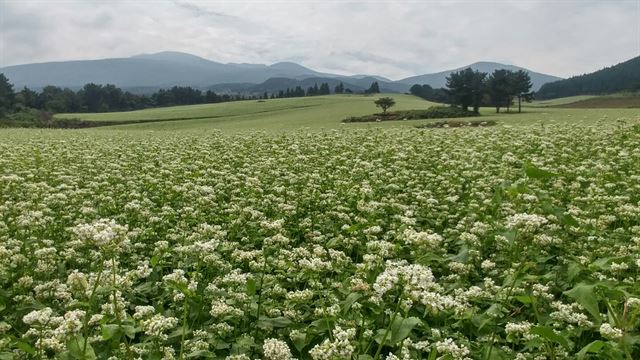 제주 한라산 제1산록도로 인근 제주시 오라동 일대에 조성된 국내 최대 규모의 메밀밭에 하얀 메밀꽃이 활짝 펴 장관을 이루고 있다. 김영헌 기자.