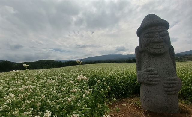 제주 한라산 제1산록도로 인근 제주시 오라동 일대에 조성된 국내 최대 규모의 메밀밭에 하얀 메밀꽃이 활짝 펴 장관을 이루고 있다. 김영헌 기자.