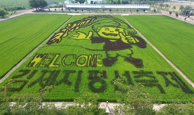 전북 김제시가 지평선축제를 알리기 위해 행사장인 벽골제 인근의 논 4,000㎡ 규모에 유색벼를 이용한 홍보문을 만들었다.