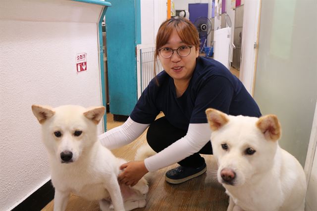 서울 동대문구 전농로 동물단체 케어의 입양센터에서 김은일 팀장이 개들과 즐거운 시간을 보내고 있다.