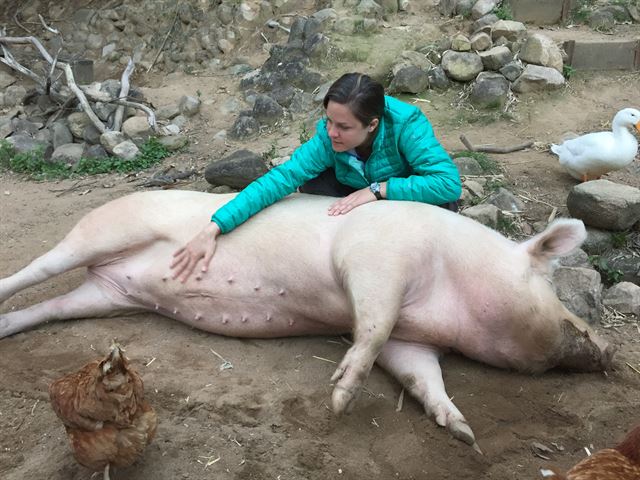 호주 대이보로에 있는 팜애니멀레스큐에서 한 자원봉사자가 돼지 ‘포샤’의 배를 마사지하고 있다.