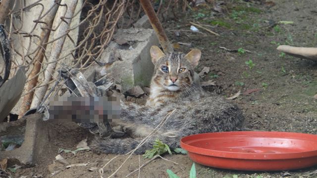 반복해서 닭장에 침입하는 삵을 잡기 위한 자구책으로 농부가 설치한 덫에 삵이 걸렸다. 김영준 제공.