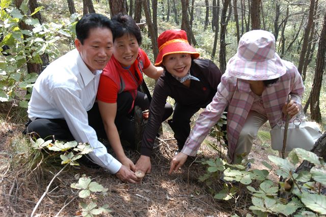 지난해 봉화송이축제 관광객이 송이산에서 봉화송이를 발견하고 기뻐하고 있다. 봉화군 제공