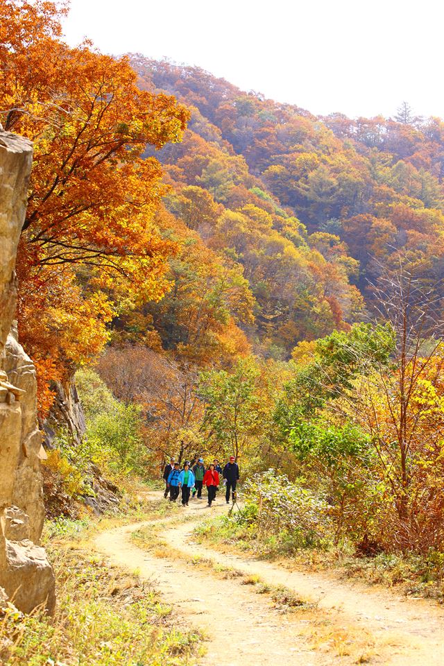 김천 수도산 자연휴양림. 김천시 제공