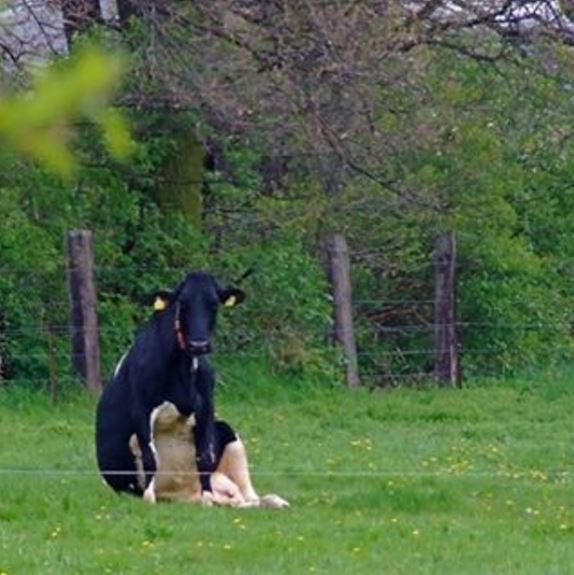 개처럼 앉은 소가 멍하니 카메라를 쳐다보고 있다. cowssittinglikedogs 인스타그램