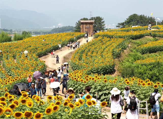 경남 함안군 강주마을에서 지난 7월 8일부터 한 달간 열린 '제4회 강주 해바라기축제'. 함안군 제공