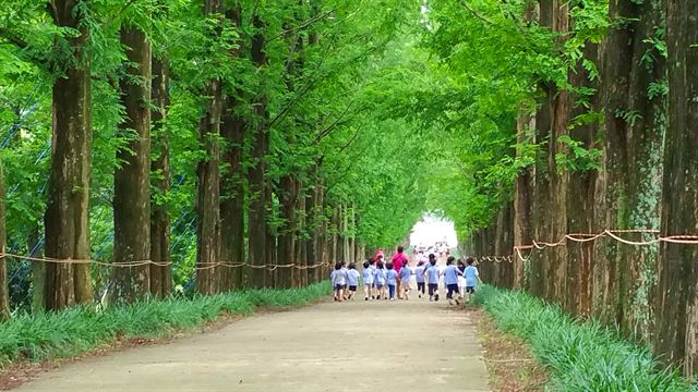 줌업코리아상 최준오 작 '행진' 전남 나주 메타세콰이어 길