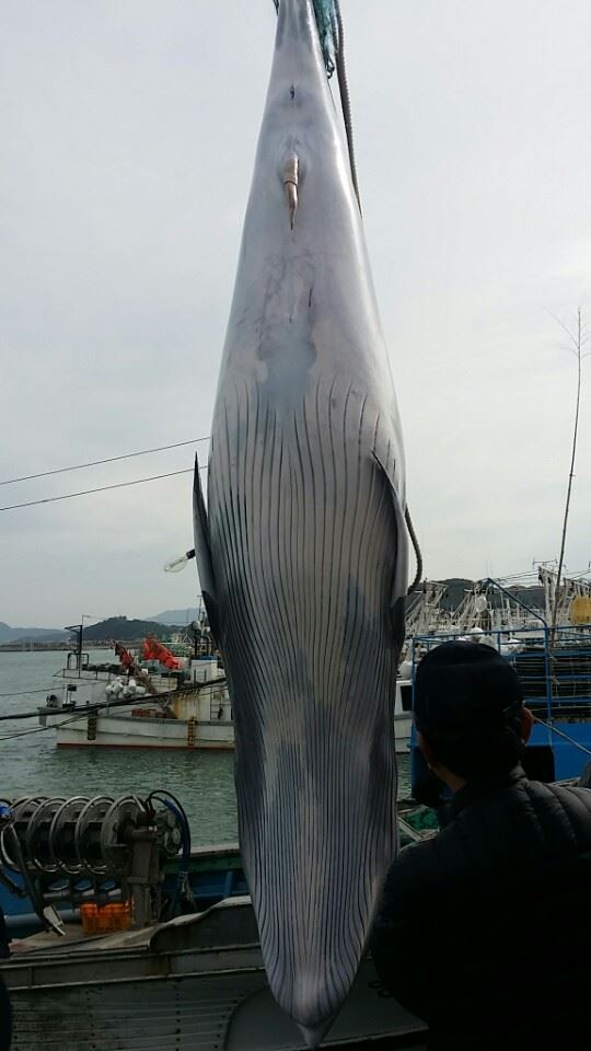 충남 서해상에서 9일 혼획된 밍크고래. 길이 6m가 넘는 이 밍크고래는 경매에서 7,200만원에 낙찰됐다. 보령해경 제공