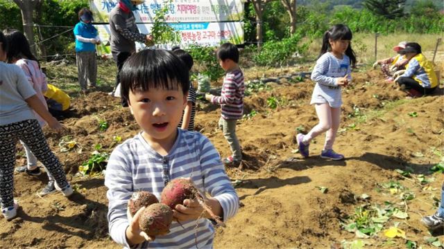 지난 6일 의성군 기억키움 행복농장에서 어르신들과 고구마를 캐며 즐거워 하고 있는 어린이. 의성군 제공