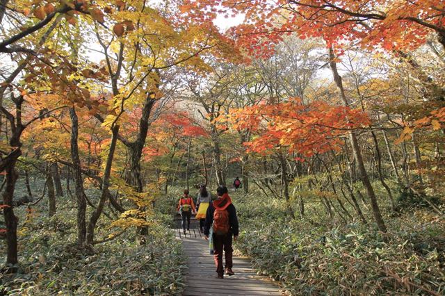 제주 한라산 단풍이 오는 29일 절정을 이룰 것으로 보인다. 사진은 한라산 어린목 탐방로. 제주도 제공.