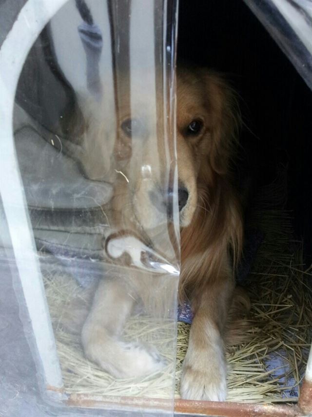 마당에 사는 반려견이 기온이 서늘해 지자 보온재인 볏짚을 넣어주고 바람을 막아줄 비닐로 보완한 개집에 들어가 쉬고 있다. 한국일보 자료사진