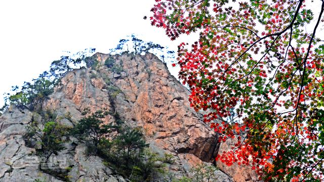 설악산 오색지구 주전골의 단풍나무가 발갛게 달아오르고 있다. 설악산에서 상대적으로 저지대인 주전골 단풍은 이달 20일은 지나야 절정에 달할 예정이다. 양양=최흥수기자 choissoo@hankookilbo.com