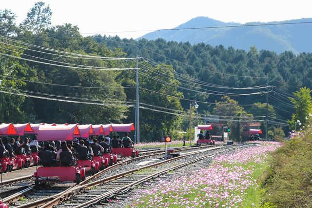 출발하는 레일바이크, 오른쪽으로 코스모스 밭