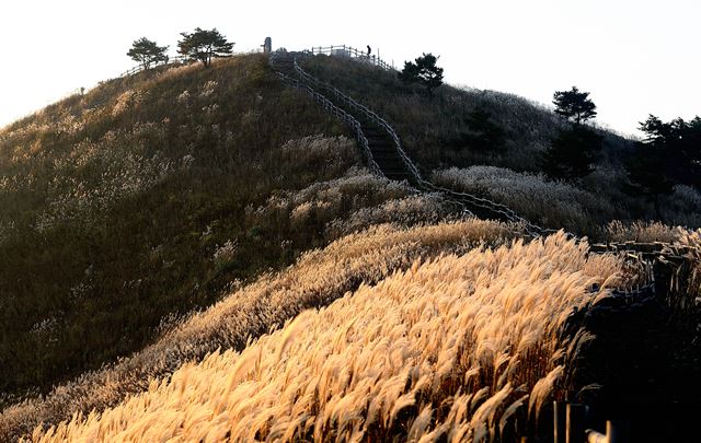 정상으로 오르는 산책길