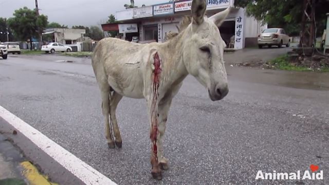 교통사고를 당한 당나귀가 겁에 질린 듯 도로 위에서 꼼짝하지 않은 채 서 있다. Animal Aid 유튜브 캡처