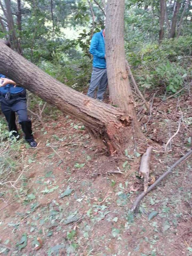 지난 달 29일 육군 모 부대의 포 사격훈련 중 155㎜ 포탄 1발이 떨어진 강원 철원군 갈말읍 신철원리 마을 주변에 야산에 파편을 맞은 나무가 부러져 있다. 철원군 제공