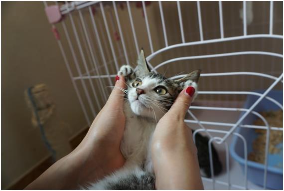 활발하고 다른 고양이들과도 잘 지내는 아기 고양이. 카라 제공