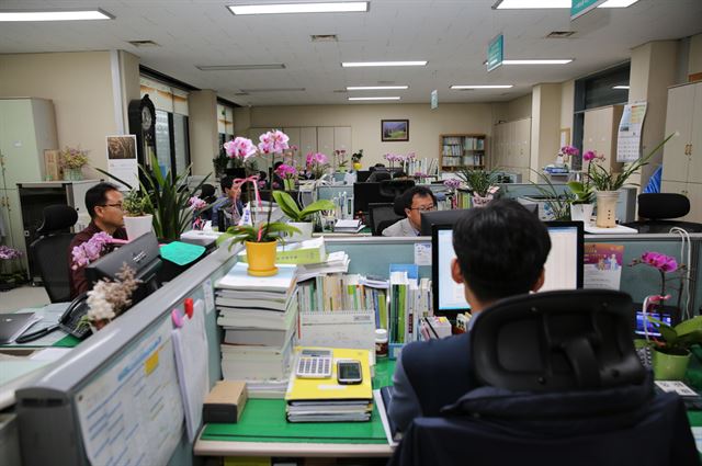 충남 태안군 공무원들이 청탁금지법 시행 이후 피해를 호소하는 화훼농가를 돕기 위해 손수 꽃을 구입, 자신들의 책상에 올려놓고 업무를 보고 있다. 태안군 제공