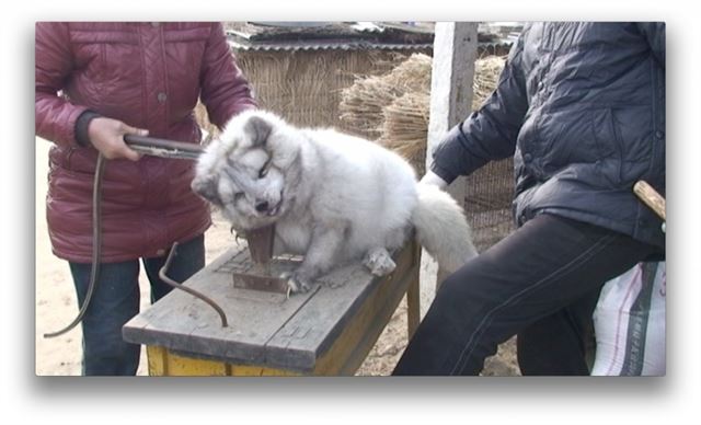 인도적인 도살 방법은 존재하지 않는다. 동물보호단체 페타(PETA)