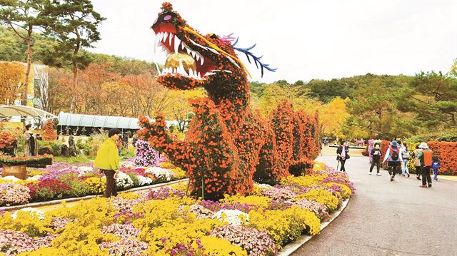 시민들이 최근 대구 달서구 대구수목원에 등장한 국화로 만든 용 등을 관람하고 있다. 대구시 제공