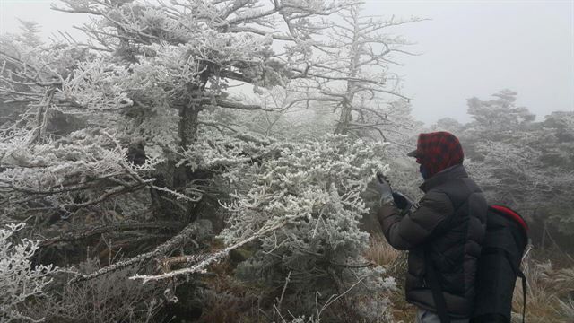 1일 한라산 구상나무 숲(해발 1,700m) 일대 나무에 핀 상고대를 등산객들이 카메라로 촬영하며 이색 정취를 즐기고 있다. 연합뉴스