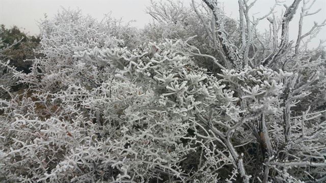 한라산 정상부의 기온이 영하권으로 떨어진 1일 한라산 구상나무 숲(해발 1,700ｍ)에 올해 가을 들어 처음으로 상고대가 활짝 펴 이색 정취를 자아내고 있다. 연합뉴스.