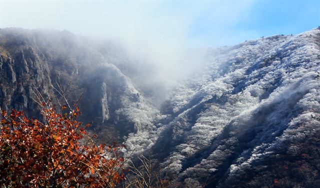 1일 제주 한라산 영실기암 부근 나무에 상고대(서리꽃)가 하얗게 피어 장관을 이루고 있다. 이날 새벽 한라산에는 올가을 첫눈이 약하게 내렸으며 첫 서리와 첫 얼음도 관측됐다. 2016.11.1 제주=연합뉴스