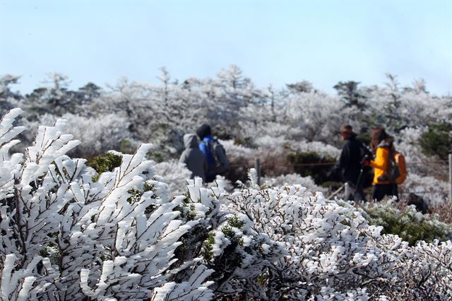 수은주가 영하로 떨어진 1일 제주 한라산 영실 탐방로 부근에 상고대가 활짝 펴 장관을 이뤘다. 상고대는 영하의 온도에서 대기 중에 있는 안개·서리 등의 미세한 물방울이 나무 등의 차가워진 물체와 만나 생기는 것으로 '나무서리'라고도 부른다. 2016.11.01. 뉴시스