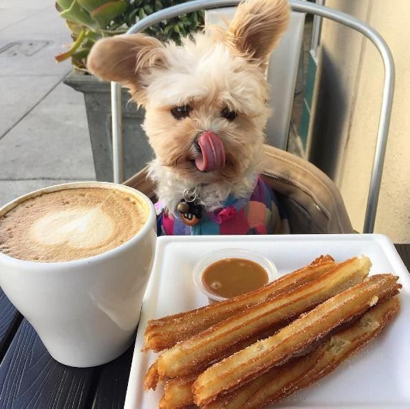 추로스를 앞에 두고 뽀빠이가 입맛을 다시고 있다. popeyethefoodie 인스타그램