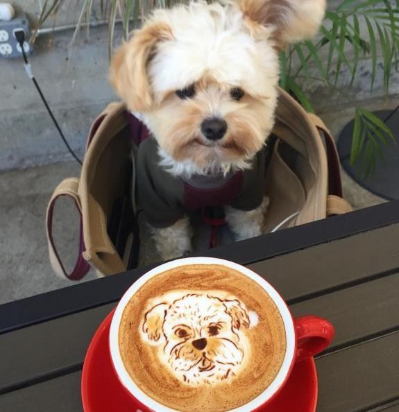 뽀빠이가 자신을 닮은 라테 아트를 바라보고 있다. popeyethefoodie 인스타그램