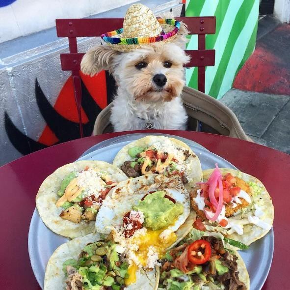 솜브레로(멕시코 모자)를 쓴 뽀빠이가 멕시코 음식 앞에 앉아 있다. popeyethefoodie 인스타그램