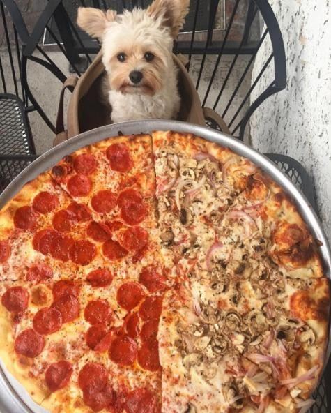 “어떤 게 더 맛있을까?” 뽀빠이가 두 가지 맛 피자를 앞에 두고 고민하는 듯하다. popeyethefoodie 인스타그램