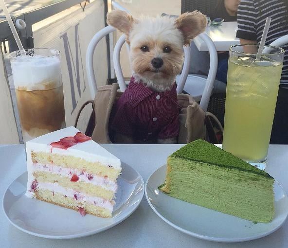 “디저트를 빼먹을 수는 없죠!” 뽀빠이가 케이크 앞에 앉아 있다. popeyethefoodie 인스타그램