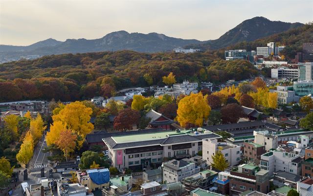 주변의 나무들이 작은 게 절대 아니다. 단연 돋보이는 성균관대의 대형 은행나무