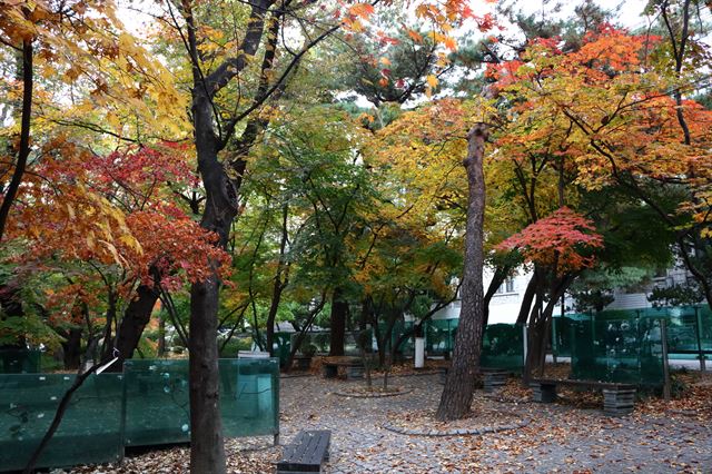 2일 오후, 아직 완전히 단풍이 들지 않은 중앙도서관 앞