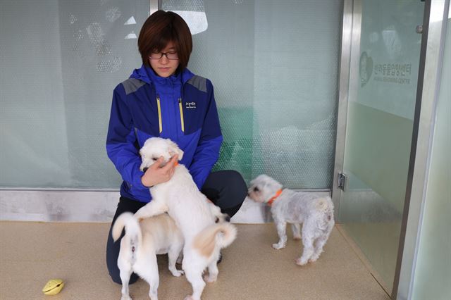 김혜연 서울시 동물기획과 실무관이 경기 과천의 서울대공원 입구에 위치한 반려동물입양센터에서 개들을 쓰다듬고 있다.