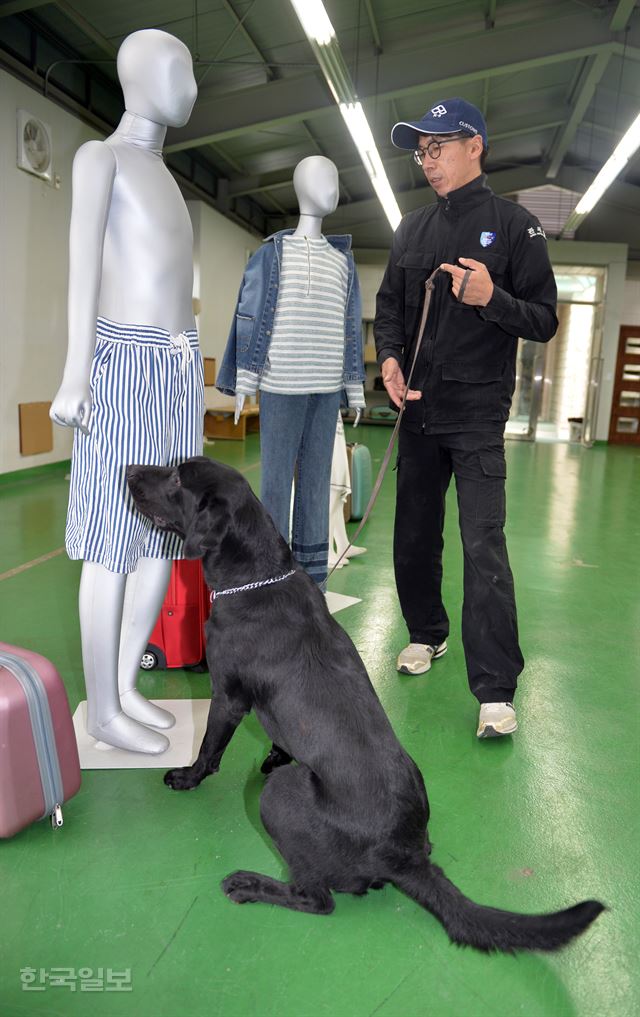 마약 탐지견 한빛이 인천 중구 탐지견훈련센터에서 마약을 소지한 마네킹을 찾아내고 있다. 신상순 선임기자 ssshin@hankookilbo.com