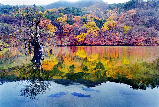 경북 청송군 부동면 주왕산 자락 주산지에서 잉어 떼가 수면에 비친 단풍을 뒤로하고 유유자적하게 헤엄치고 있다. 왕태석기자 kingwang@hankookilbo.com