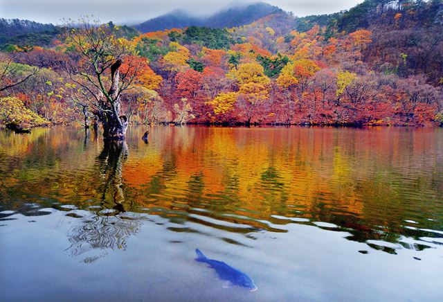 경북 청송군 부동면 주왕산 자락 주산지에서 잉어 한 마리가 수면에 비친 단풍을 뒤로하고 유유자적하게 헤엄치고 있다.