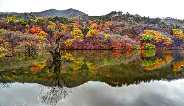 경북 청송군 부동면 주왕산 자락 주산지에 늦가을 단풍이 절정을 이루고 있다.