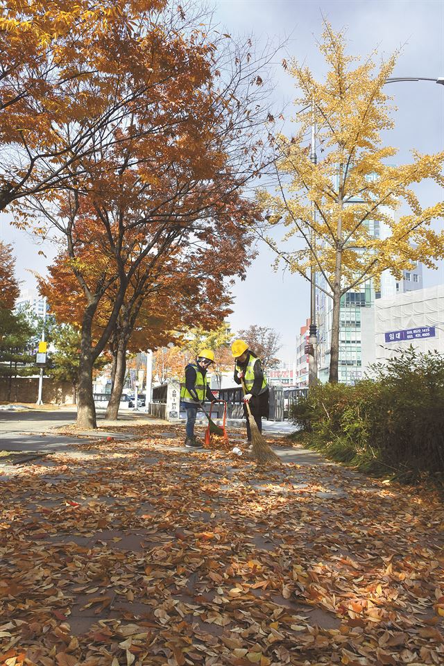 12일 오전7시 최명희(37ㆍ여)씨와 아들 김승윤(9)군이 경북대사범대부설고 앞에서 낙엽을 쓸어모으고 있다. 배유미기자 yum@hankookilbo.com