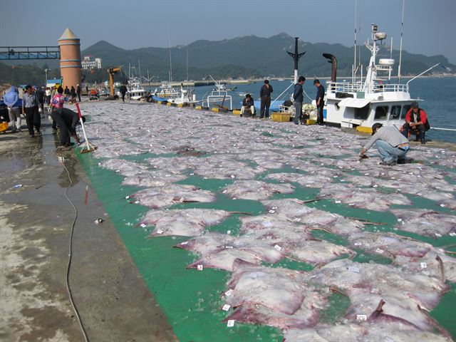 해마다 11월에는 전남 신안 흑산도 흑산항에 입항하는 어선들의 즉석 경매 진풍경을 구경 할 수 있다.