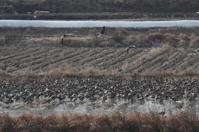 22일 경기도 파주시 문산읍에서 겨울 철새들이 수확이 끝난 논에서 휴식하고 있다. 겨울 철새가 조류 인플루엔자(AI)를 퍼뜨리는 주범으로 지목되면서 축산·환경 당국이 주요 철새도래지 방역을 강화하고 탐조행사를 제한하고 있다. 파주=연합뉴스