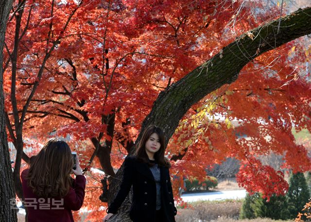 23일 서울 서대문구 이화여대에 붉은 단풍이 아직 남아 학생들이 기념촬영을 하고 있다. 가을이 가는 아쉬움과 함께 예쁜 추억을 담고 있다. 홍인기 기자